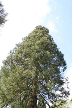 Mammoetboom (Sequoiadendron Giganteum) -AOS Hoera Winkel sequoiadendron giganteum 1