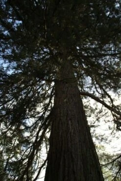 Mammoetboom (Sequoiadendron Giganteum) -AOS Hoera Winkel sequoiadendron giganteum 2