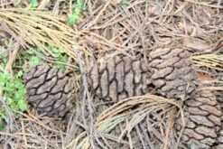 Mammoetboom (Sequoiadendron Giganteum) -AOS Hoera Winkel sequoiadendron giganteum 3