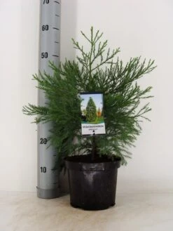 Mammoetboom (Sequoiadendron Giganteum) -AOS Hoera Winkel sequoiadendron giganteum c3 m