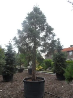 Mammoetboom (Sequoiadendron Giganteum) -AOS Hoera Winkel sequoiadendron giganteum oude stam c1000 3