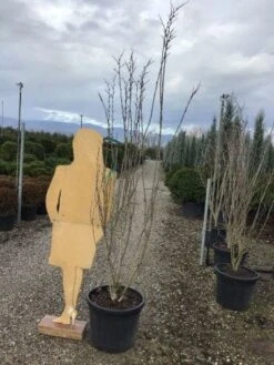 Chinese Judasboom (Cercis Chinensis 'Shirobana') 9 Chinese Judasboom (Cercis Chinensis 'Shirobana') -AOS Hoera Winkel shirobana200