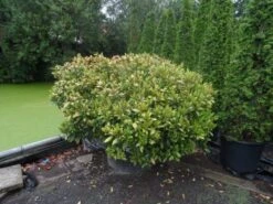 Skimmia (Skimmia Japonica 'Rubella') -AOS Hoera Winkel skimmia japonica rubella doorsnede 180 200 aanlegkwaliteit