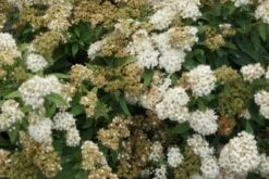 Spierstruik (Spiraea Japonica 'Albiflora') -AOS Hoera Winkel spiraea japonica albiflora 1