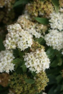 Spierstruik (Spiraea Japonica 'Albiflora') -AOS Hoera Winkel spiraea japonica albiflora 2
