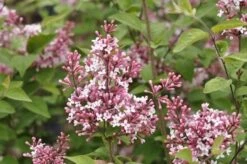 Sering (Syringa Microphylla 'Superba') 7 Sering (Syringa Microphylla 'Superba') -AOS Hoera Winkel superba micr