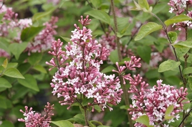Sering (Syringa Microphylla 'Superba') 4 Sering (Syringa Microphylla 'Superba') - Afbeelding 4