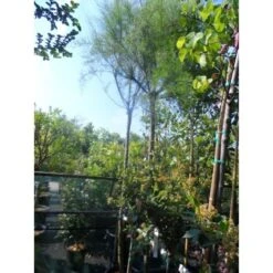 Tamarisk Als Boom (Tamarix Gallica) -AOS Hoera Winkel tamarisk tamarix gallica 32085999 ccb