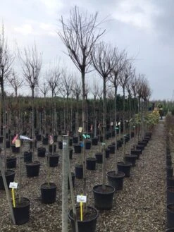 Tamarisk Als Boom (Tamarix Gallica) -AOS Hoera Winkel tamarixgallica01