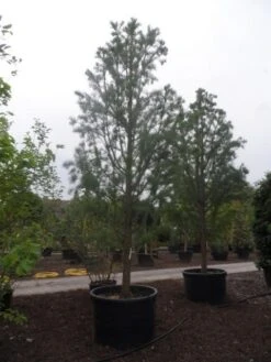 Moerascipres (Taxodium Distichum 'Nutans') -AOS Hoera Winkel taxodium distichum nutans 400 500 c750