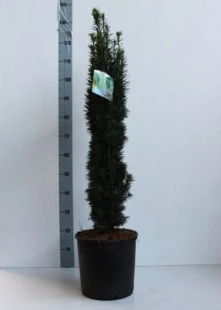 Zuiltaxus (Taxus Baccata 'Fastigiata Robusta') -AOS Hoera Winkel taxus b fastigiata robusta 80 100 cm co. 12l kopie