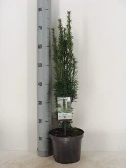 Zuiltaxus (Taxus Baccata 'Fastigiata Robusta') -AOS Hoera Winkel taxus baccata fastigiata robusta c3 m