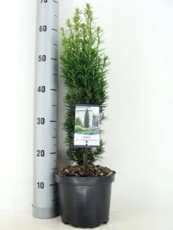 Zuiltaxus (Taxus Baccata 'Fastigiata Robusta') -AOS Hoera Winkel taxus baccata fastigiata robusta zomer c3 m