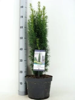 Zuiltaxus (Taxus Baccata 'Fastigiata Robusta') -AOS Hoera Winkel taxus baccata fastigiata robusta zomer c5 m