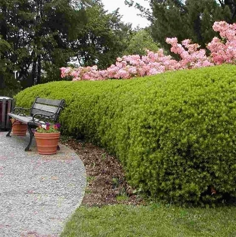 Taxus (Taxus Media 'Densiformis') 2 Taxus (Taxus Media 'Densiformis') - Afbeelding 2