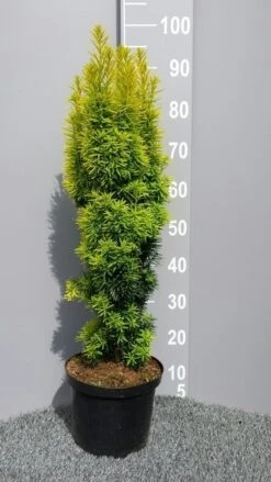 Gele Venijnboom (Taxus Baccata 'David') 8 Gele Venijnboom (Taxus Baccata 'David') -AOS Hoera Winkel taxusdavid01