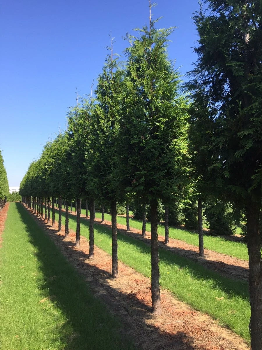 Haagconifeer Op Stam (Thuja Plicata 'Excelsa') 2 Haagconifeer Op Stam (Thuja Plicata 'Excelsa') - Afbeelding 2