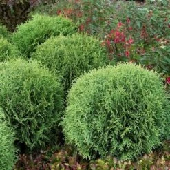 Levensboom (Thuja Occidentalis 'Little Giant') 5 Levensboom (Thuja Occidentalis 'Little Giant') -AOS Hoera Winkel thuja occidentalis little giant