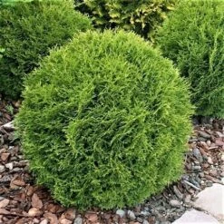Thuja (Thuja Occidentalis 'Tiny Tim') -AOS Hoera Winkel thuja occidentalis tiny tim