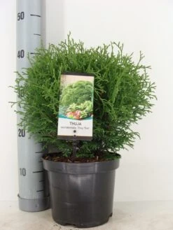 Thuja (Thuja Occidentalis 'Tiny Tim') -AOS Hoera Winkel thuja occidentalis tiny tim zomer c3