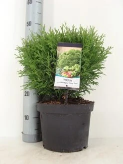 Thuja (Thuja Occidentalis 'Tiny Tim') -AOS Hoera Winkel thuja occidentalis tiny tim zomer c5 m