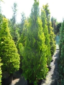 Levensboom (Thuja Orientalis 'Pyramidalis Aurea') 8 Levensboom (Thuja Orientalis 'Pyramidalis Aurea') -AOS Hoera Winkel thuja platycladus orientalis pyramidalis aurea 175 200 250