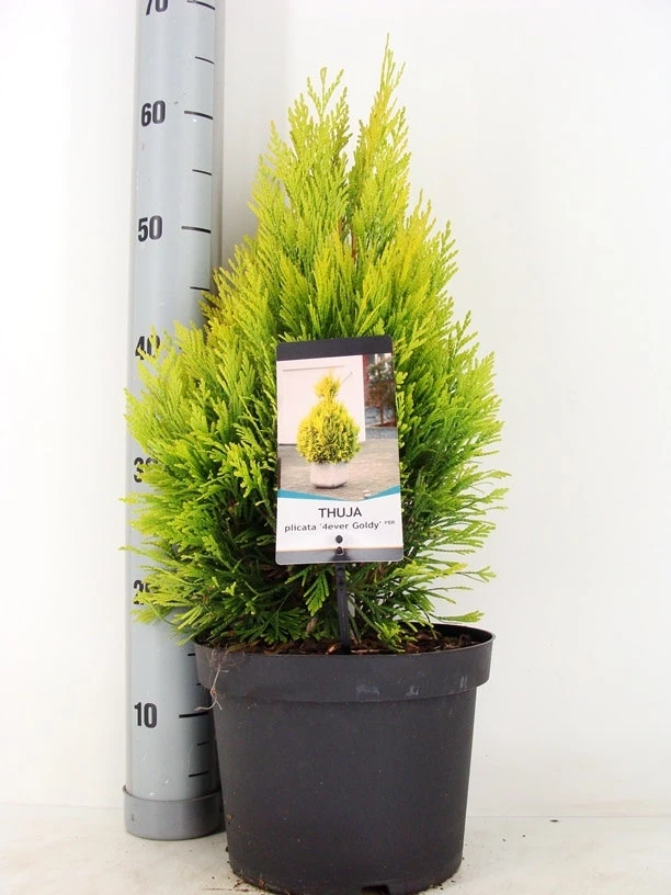 Levensboom (Thuja Plicata '4ever Goldy') 1 Levensboom (Thuja Plicata '4ever Goldy')