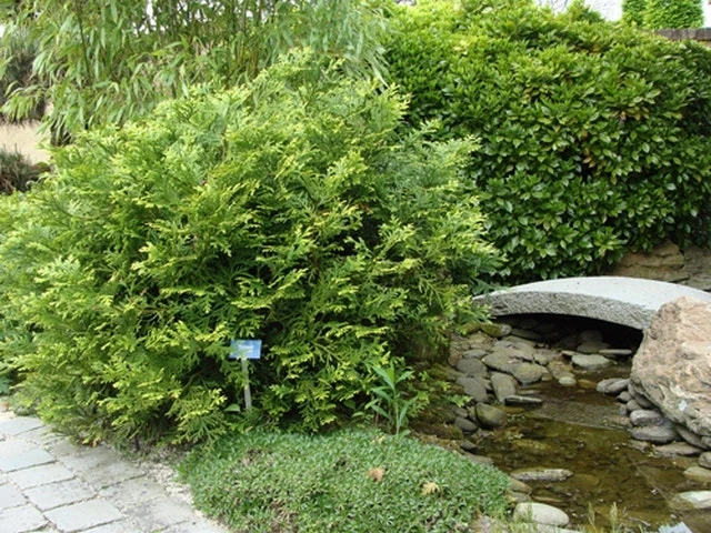 Thujopsis (Thujopsis Dolabrata) 5 Thujopsis (Thujopsis Dolabrata) - Afbeelding 5