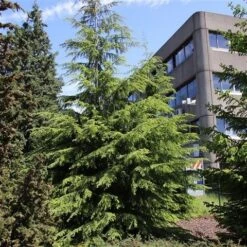 Westelijke Hemlockspar (Tsuga Heterophylla) 9 Westelijke Hemlockspar (Tsuga Heterophylla) -AOS Hoera Winkel tsuga heterophylla