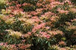 Nieuwe uitgaven 10 Rotsheide (Pieris Japonica)