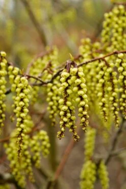 Nieuwe uitgaven 8 Staartaar (Stachyurus Praecox)