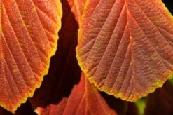 Toverhazelaar (Hamamelis Intermedia 'Diane') 8 Toverhazelaar (Hamamelis Intermedia 'Diane') -AOS Hoera Winkel vaem06951