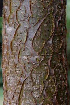 Maackia (Maackia Amurensis) 6 Maackia (Maackia Amurensis) -AOS Hoera Winkel vami04434