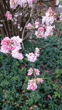 Sneeuwbal (Viburnum Bodnantense 'Dawn') -AOS Hoera Winkel viburnum bodn. charles lamont 2