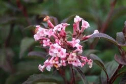 Sneeuwbal (Viburnum Bodnantense 'Dawn') -AOS Hoera Winkel viburnum bodnantense dawn 6