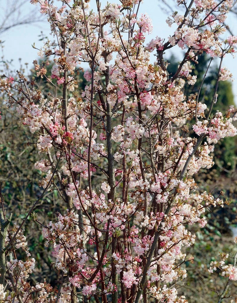 Sneeuwbal (Viburnum Bodnantense 'Charles Lamont') 2 Sneeuwbal (Viburnum Bodnantense 'Charles Lamont') - Afbeelding 2