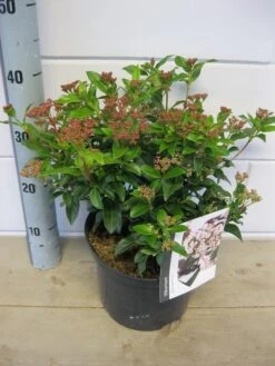 Groenblijvende Sneeuwbal (Viburnum Tinus 'Eve Price') -AOS Hoera Winkel viburnum eve price c5 6 11 2018 2