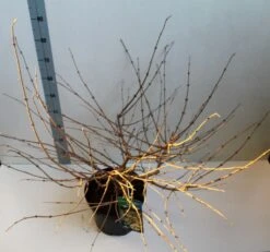 Sneeuwbal (Viburnum Plicatum 'Mariesii') 10 Sneeuwbal (Viburnum Plicatum 'Mariesii') -AOS Hoera Winkel viburnum plic mariessii 80 10 cm co. 10lv kopie