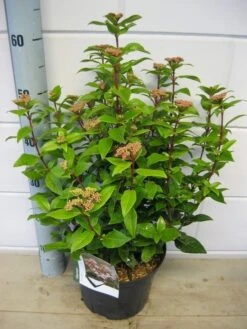 Sneeuwbal (Viburnum Tinus 'Spirit') -AOS Hoera Winkel viburnum spirit c5 7 2 2019 1