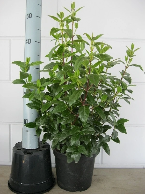 Sneeuwbal (Viburnum Tinus 'Spirit') 9 Sneeuwbal (Viburnum Tinus 'Spirit') - Afbeelding 9