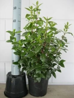 Sneeuwbal (Viburnum Tinus 'Lisa Rose') -AOS Hoera Winkel viburnum tinus 40 50 c3 april 2 3