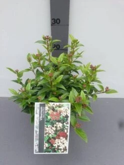 Groenblijvende Sneeuwbal (Viburnum Tinus 'Eve Price') -AOS Hoera Winkel viburnum tinus eve price
