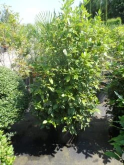 Groenblijvende Sneeuwbal (Viburnum Tinus 'Eve Price') -AOS Hoera Winkel viburnum tinus eve price 125 150 c50