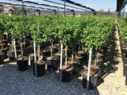 Sneeuwbal Op Stam (Viburnum Tinus 'Eve Price') -AOS Hoera Winkel viburnum tinus eve price 50cm stem