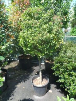 Sneeuwbal Op Stam (Viburnum Tinus 'Eve Price') -AOS Hoera Winkel viburnum tinus eve price 70 80stam c50 extra