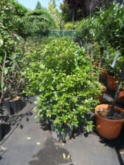 Groenblijvende Sneeuwbal (Viburnum Tinus 'Eve Price') -AOS Hoera Winkel viburnum tinus eve price 80 100 c20