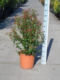 Groenblijvende Sneeuwbal (Viburnum Tinus 'Eve Price') -AOS Hoera Winkel viburnum tinus eve price 80 100 c20