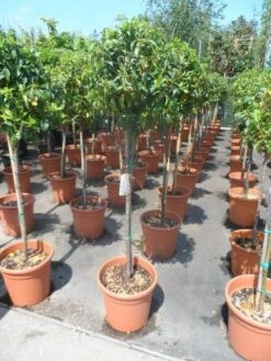 Sneeuwbal Op Stam (Viburnum Tinus 'Eve Price') -AOS Hoera Winkel viburnum tinus eve price 80stam c20
