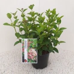 Sneeuwbal (Viburnum Tinus 'Lisa Rose') -AOS Hoera Winkel viburnum tinus lisarose