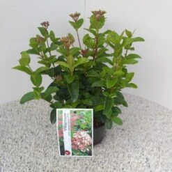 Sneeuwbal (Viburnum Tinus 'Lisa Rose') -AOS Hoera Winkel viburnum tinus lisarose pbr